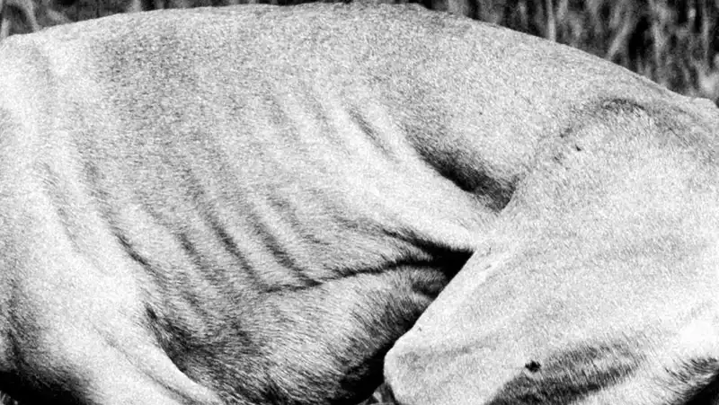 Il paradosso del Galgo: tra l'estetica del fashion e la crudeltà del reale
