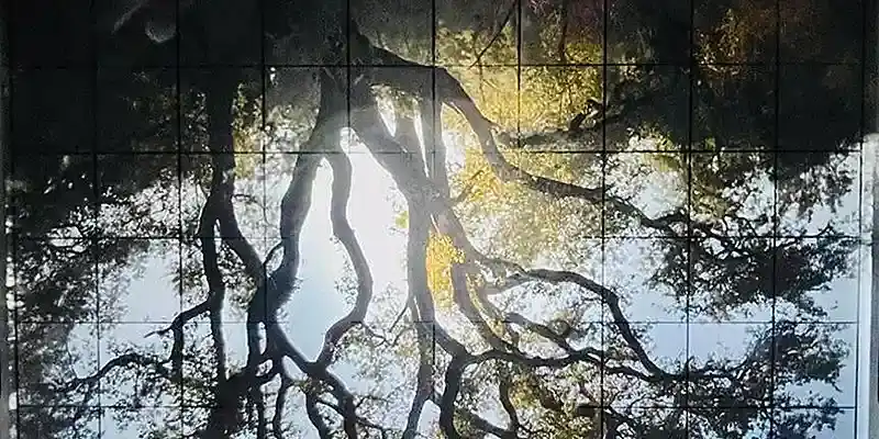 Stefano Cerio al mudaC: The Redemption of Nature